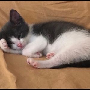 Meet your Posher, Tracie